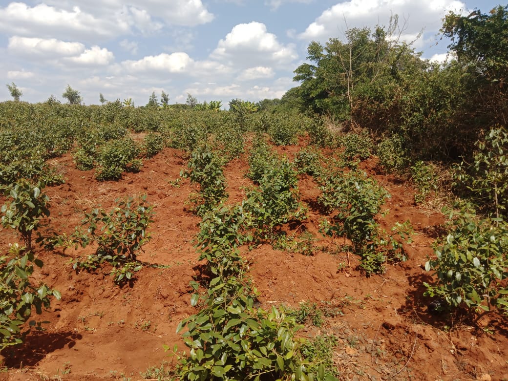 65-acres-of-fertile-land-for-sale-in-karwigi-embu