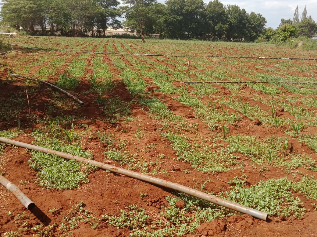 65-acres-of-fertile-land-for-sale-in-karwigi-embu