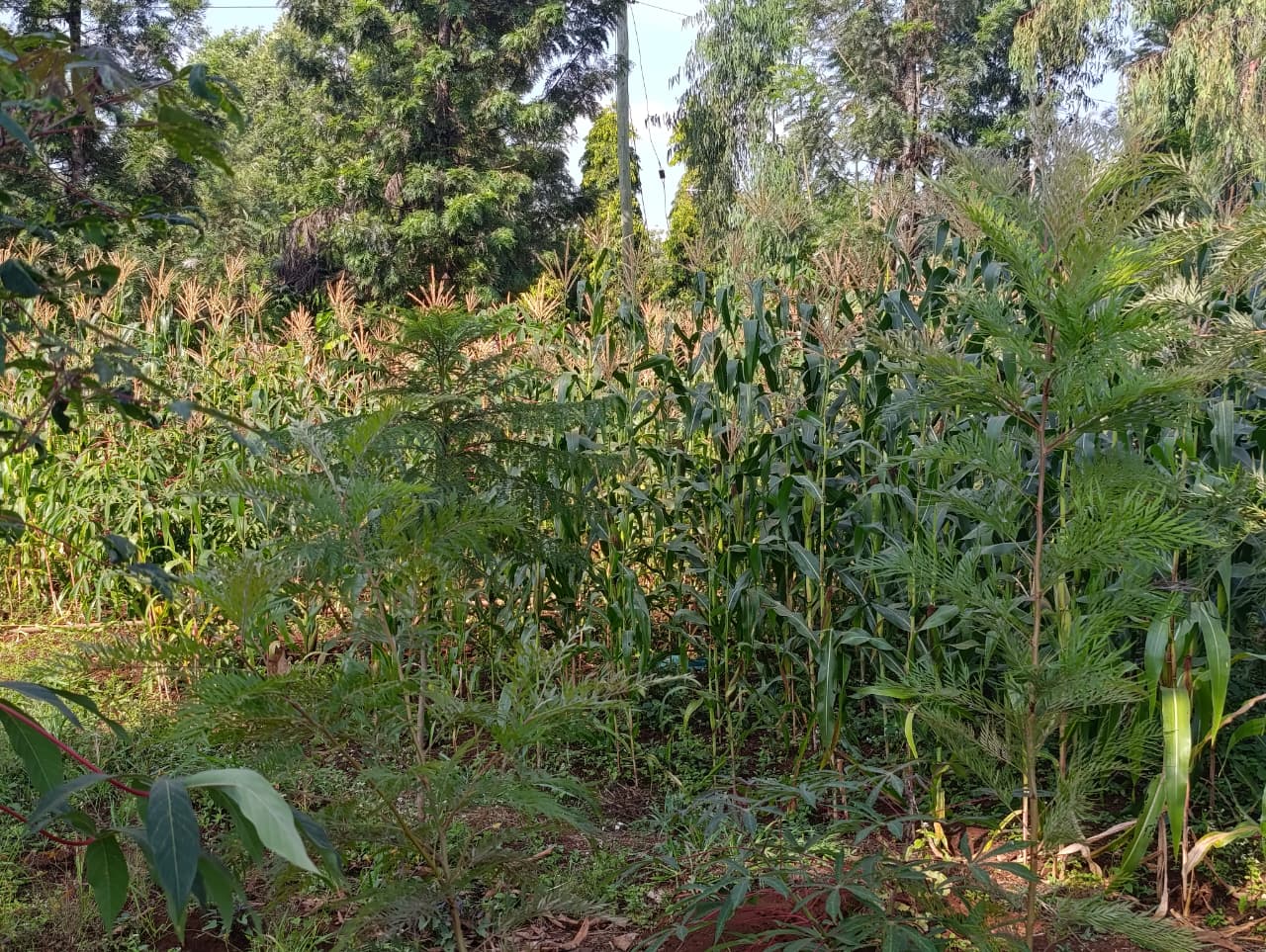 prime-50x100-plots-for-sale-in-piai-embu-10-minute