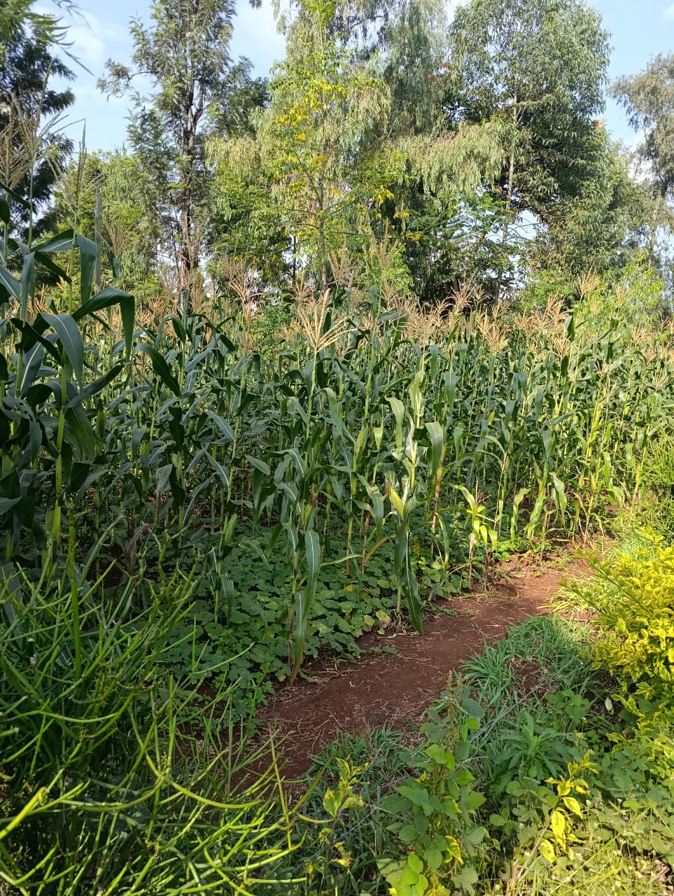 prime-50x100-plots-for-sale-in-piai-embu-10-minute