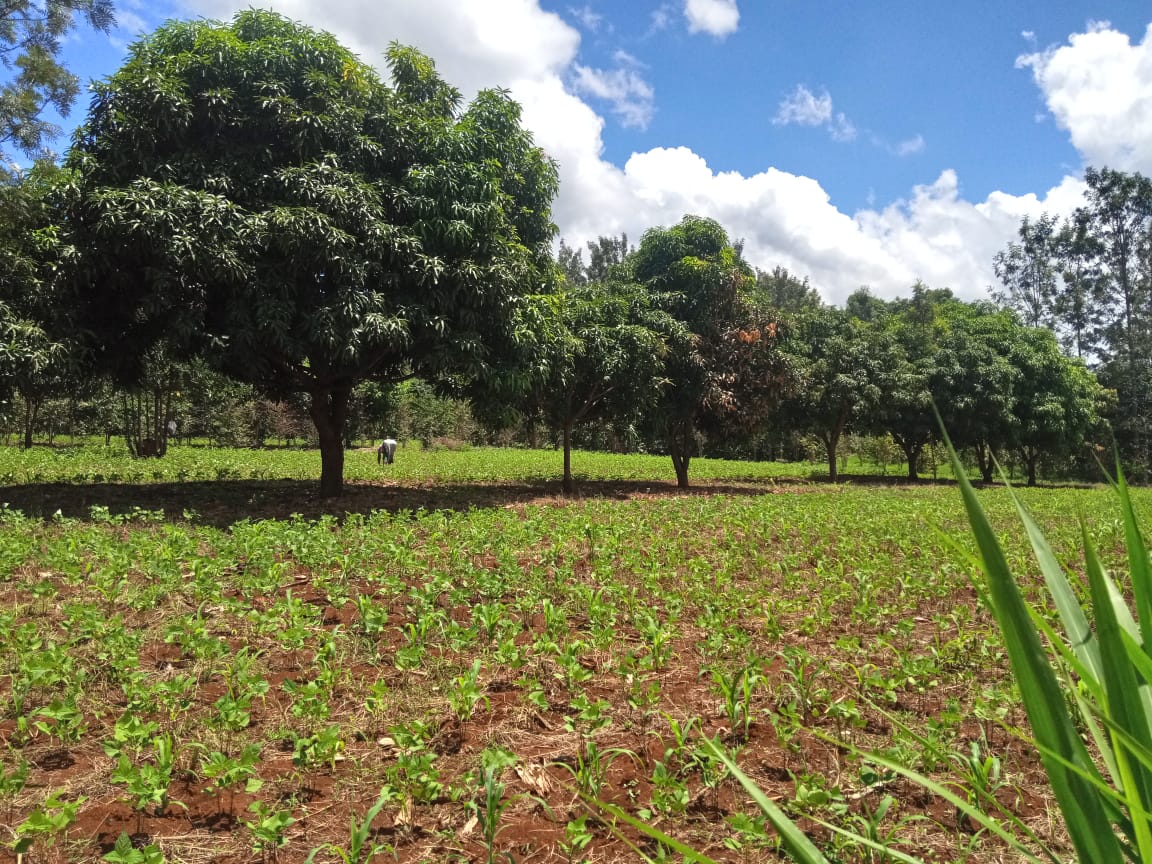 Open land field